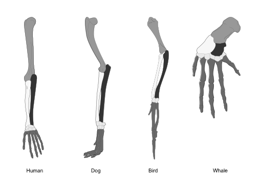 512px-homology_vertebrates-en-bw.svg.png