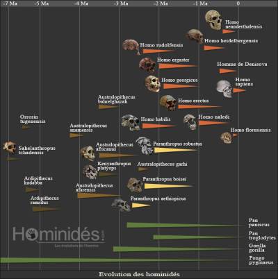 Arbre généalogique des hominidés
