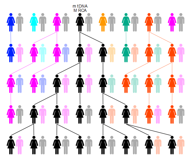 mtdna-mrca-generations-evolution.png