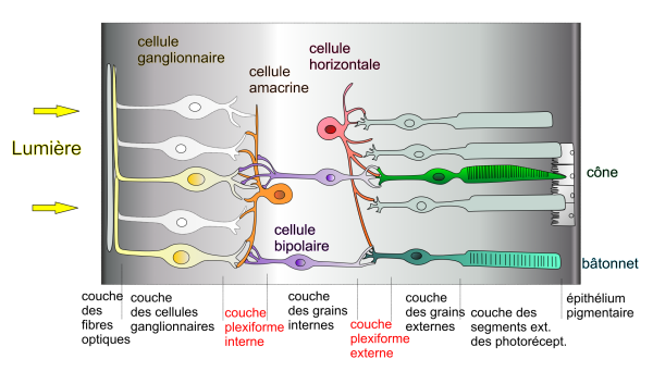Structure de la rétine, Pancrat (https://commons.wikimedia.org/wiki/User:Pancrat) — Travail personnel, imitée de Purves et als NEUROSCIENCES De Boeck, 2005 