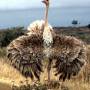 ostrich.jpg