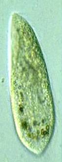 paramecium_aurelia.jpg