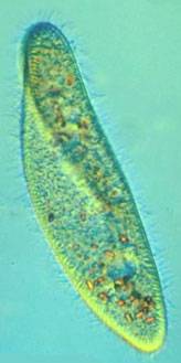paramecium_caudatum.jpg