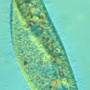 paramecium_caudatum.jpg